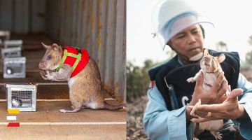 Žurkas ar mugursomiņām tiek apmācītas, lai GLĀBTU cietušos zemestrīcēs