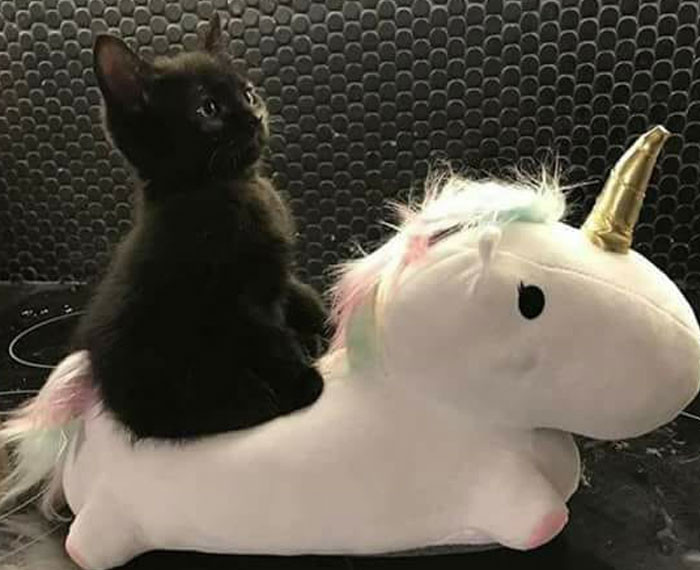 They see me rollin, they hatin