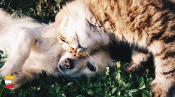 Ķīpsalā notiks starptautiskā suņu un kaķu izstāde "Latvijas uzvarētājs 2022"