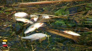 Spēcīgā svelme un plūdi Aiviekstes upē izraisījuši dabas katastrofu