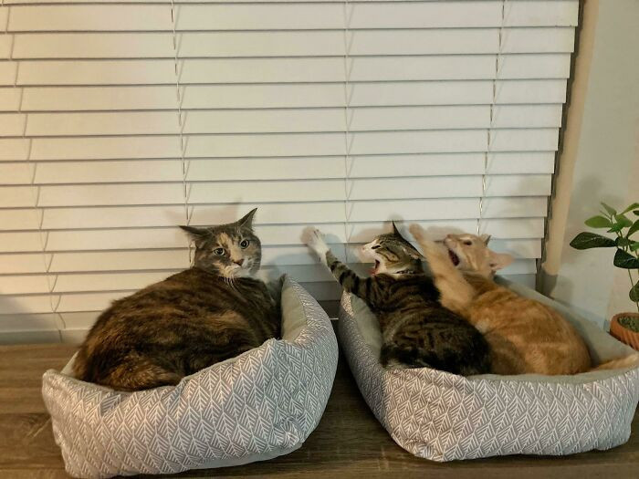 Barveža slavināšanas rituāls pirms miega..