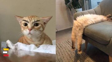 Kaķu bildes labākam noskaņojumam