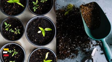 5 MAĢISKI AUGI, kuriem jāatrodas Tavā dārzā