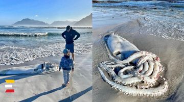 Izskalots MILZU KALMĀRS pārsteidz vietējos iedzīvotājus