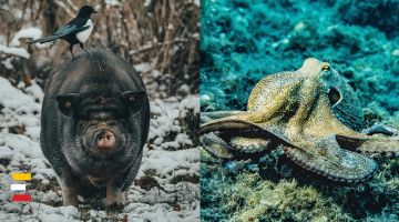 INTELIĢENTĀKĀS dzīvnieku sugas pasaulē