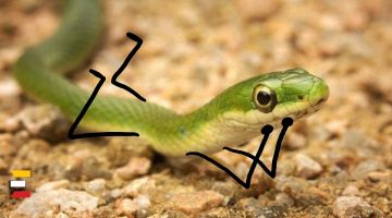 5 neparastas čūskas