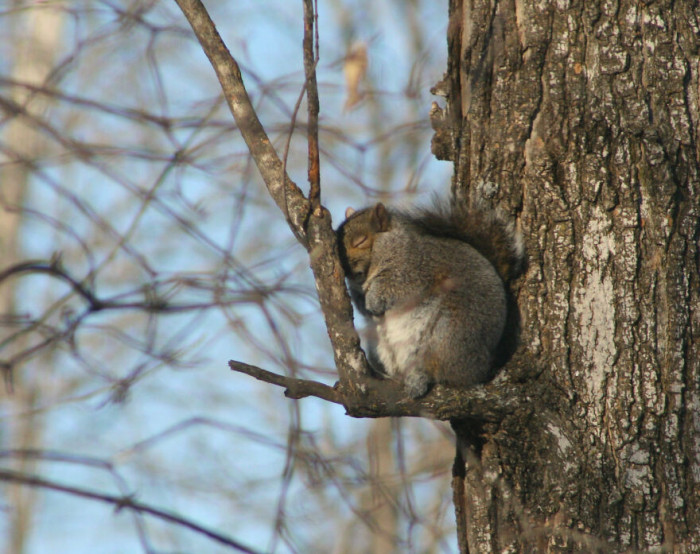 Snauda pēc kārtīgām pusdienām