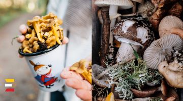 Latvijā sākusies SĒŅU sezona