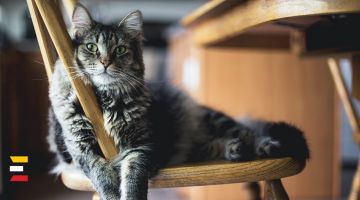 Polijas pētniecības institūts mājas kaķus klasificē kā "svešzemju invazīvu sugu"