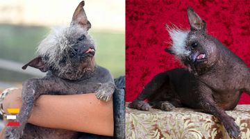 ASV norisinājās konkurss "Pasaules neglītākais suns" 