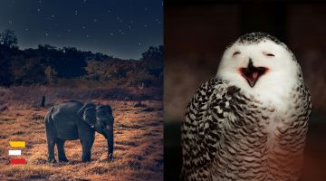 Muļķīgi uzskati par DZĪVNIEKIEM, kam cilvēki arvien tic