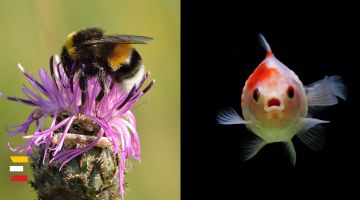 Kalifornijas TIESA NOLĒMUSI kamenes klasificēt kā zivis